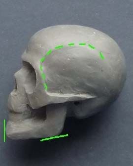 an image of a human skull with green lines