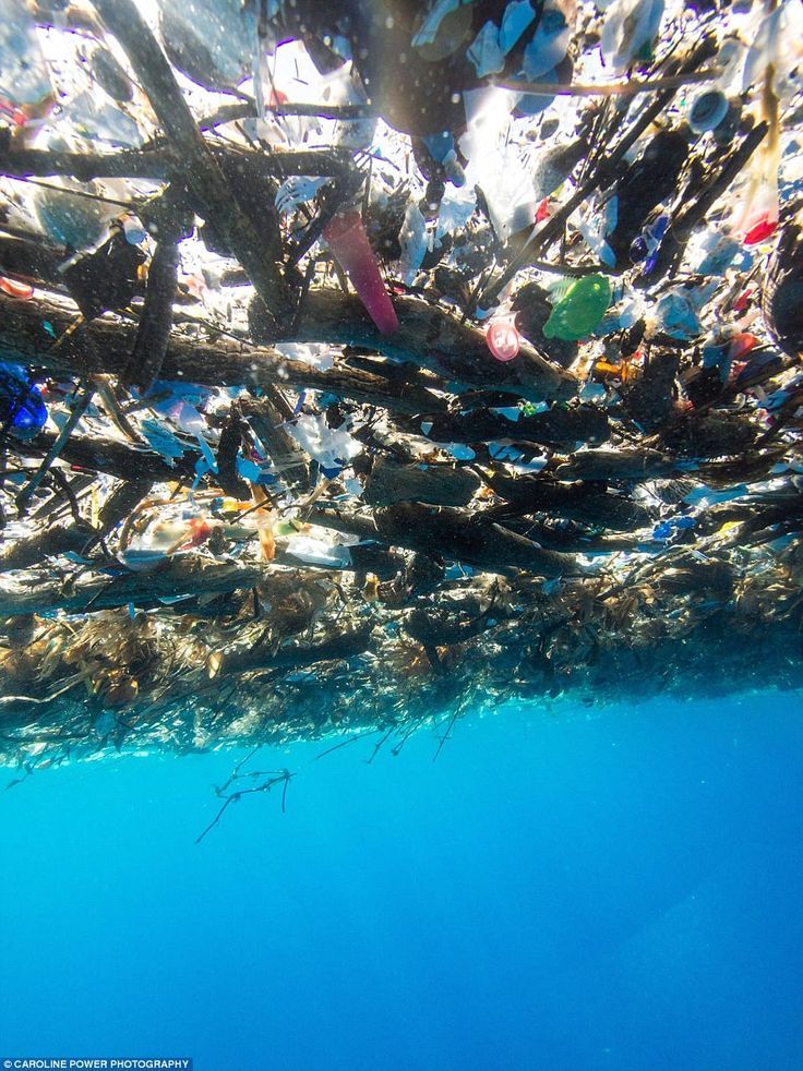 the ocean floor is littered with plastic bottles and other trash floating on top of it