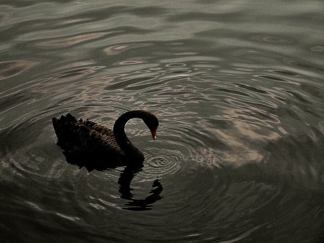 a black swan is swimming in the water