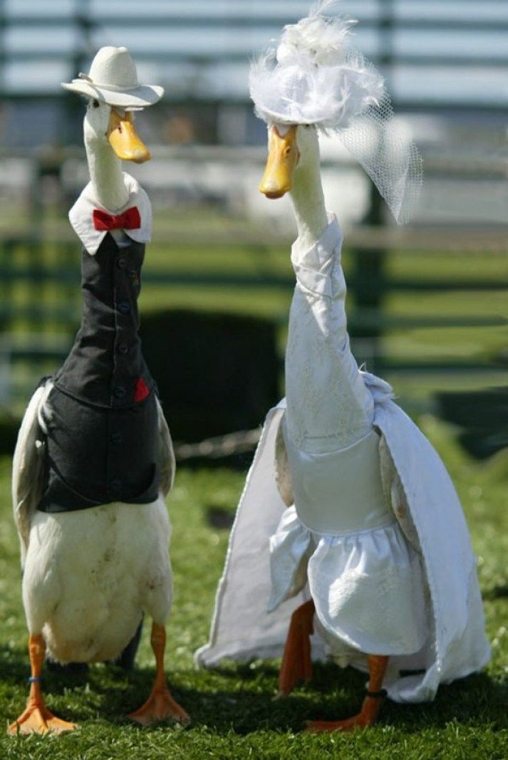 two ducks dressed up in wedding attire standing on the grass with one wearing a hat