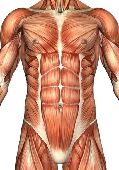 the muscles are highlighted in this image, and there is no image on it to describe