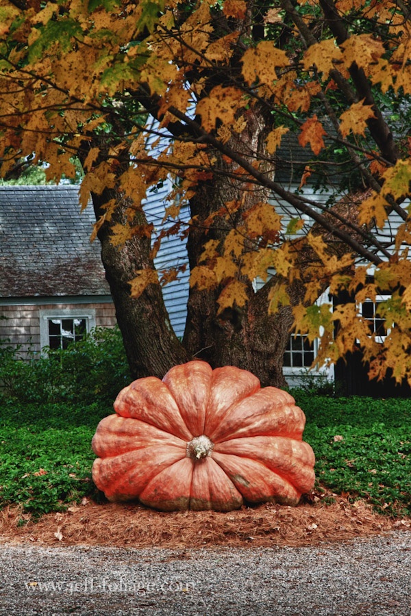 a large pumpkin sitting on the ground in front of a tree