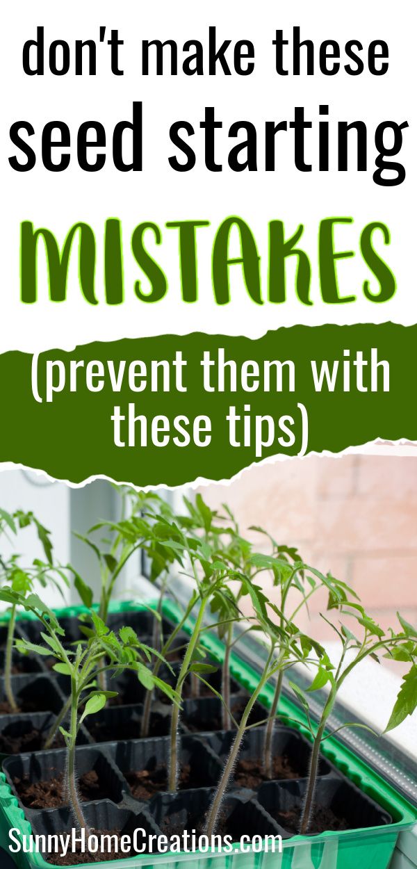 top says "don't make these seed starting mistakes - (prevent them with these tips), bottom has a pic of seedlings tilting towards a windwo Best Seeds To Start Indoors, Indoor Garden Starter Seed Starting, Best Soil For Seed Starting, Seed Starting Tips, Planting A Garden From Seeds, Diy Greenhouse For Seedlings, Starting Tomatoes From Seed Indoors, Diy Indoor Seed Starting, Plant Starts Indoors