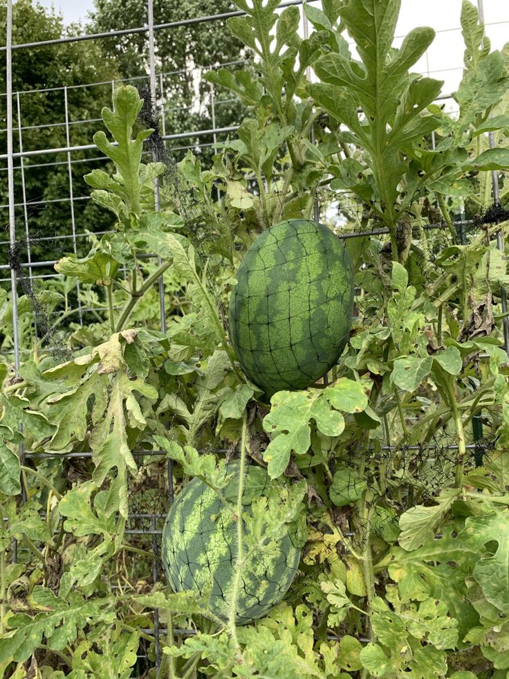 a watermelon growing in a garden next to other plants and foliage on a wire fence