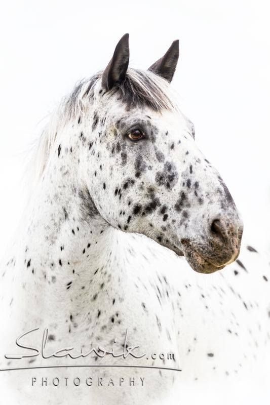 a white and black spotted horse looking at the camera