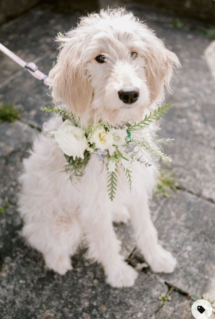 a white dog with a flower collar on it's neck sitting on the ground