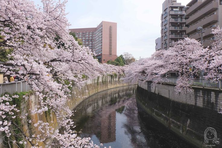 cherry blossoms are blooming on the trees next to a river in an urban area