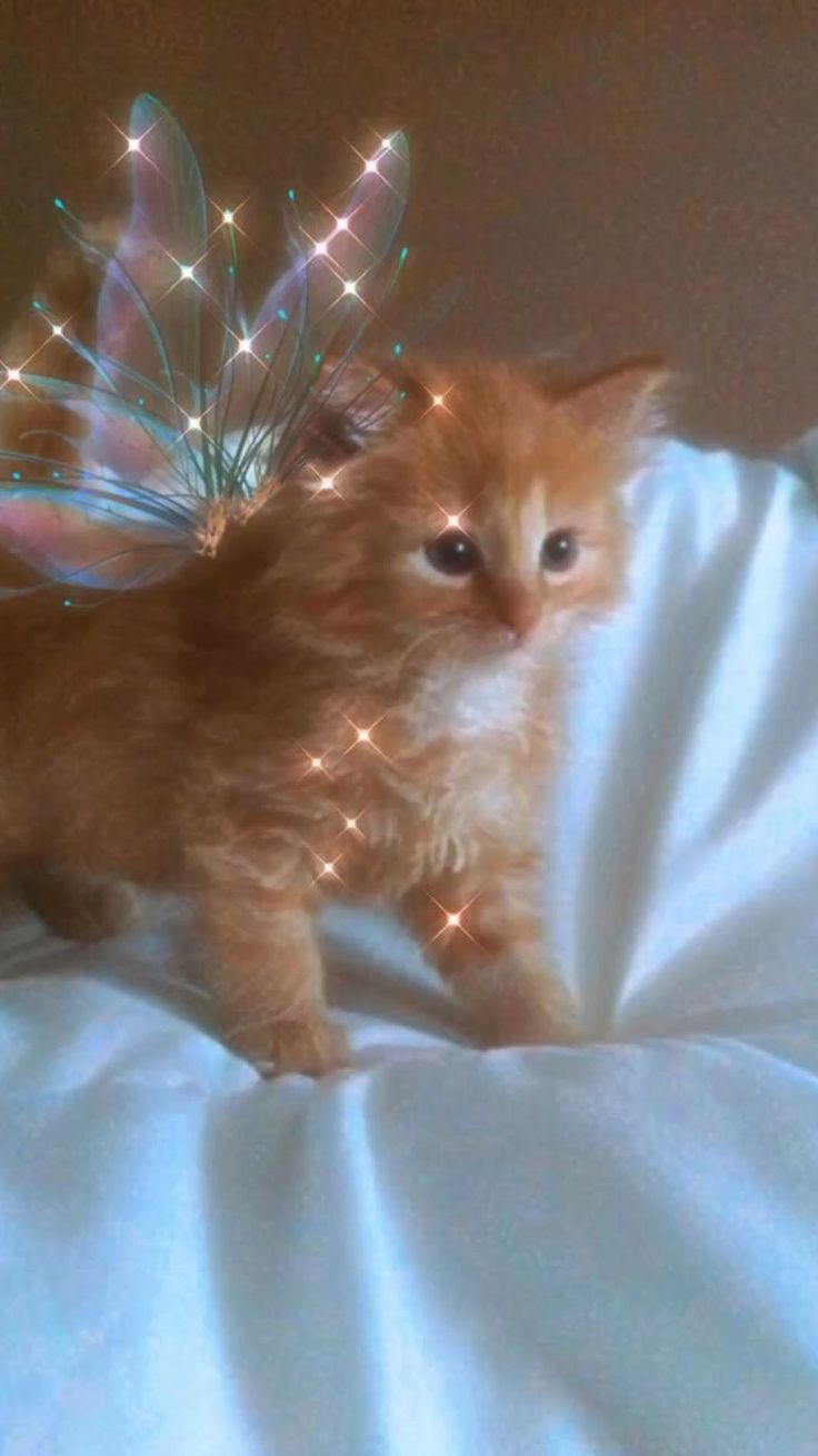 an orange kitten with fairy lights on it's wings standing on a white sheet