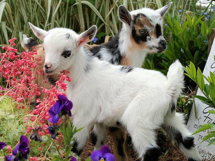 two baby goats standing next to each other in a garden filled with purple and blue flowers