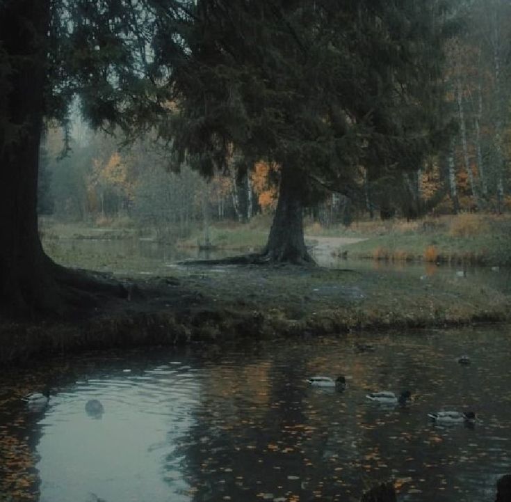 ducks are swimming in the water next to trees and grass on a foggy day