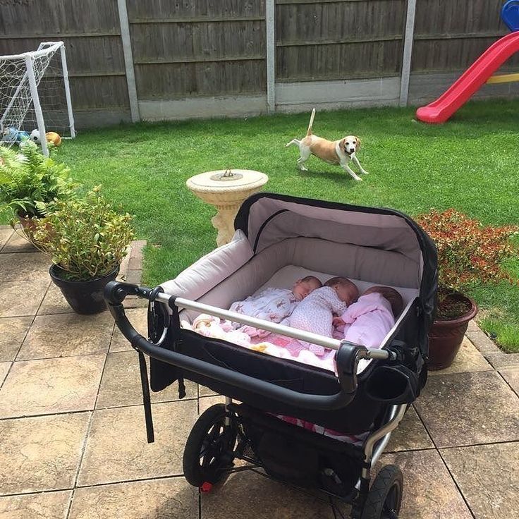 a baby in a stroller with a dog walking by the back yard and behind it