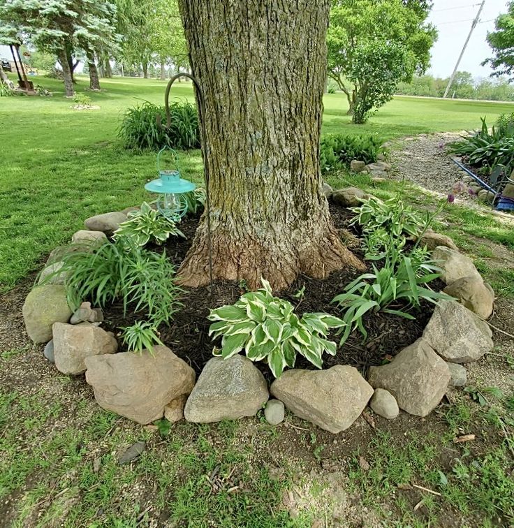 a tree with some rocks around it