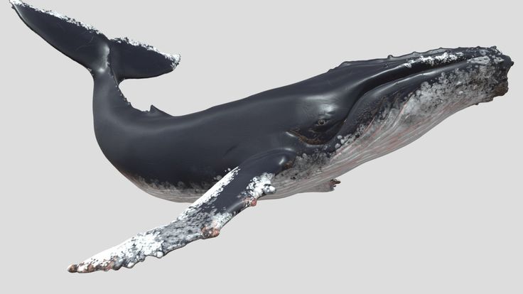 a humpback whale is swimming in the water