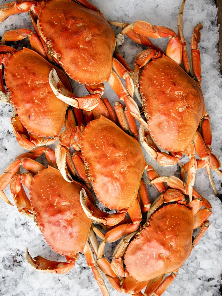 a pile of crabs sitting on top of snow covered ground