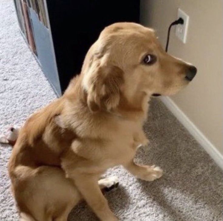 a brown dog sitting on the floor next to a door and looking up at something