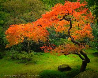 an orange tree in the middle of a lush green field with rocks and trees around it