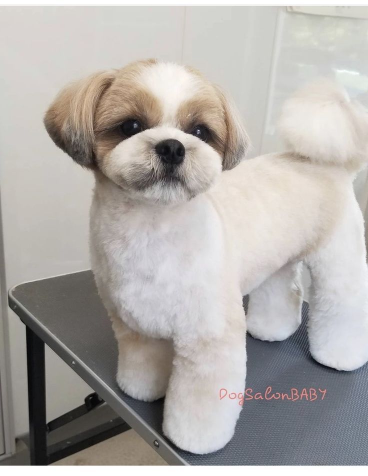 a small white and brown dog standing on top of a table