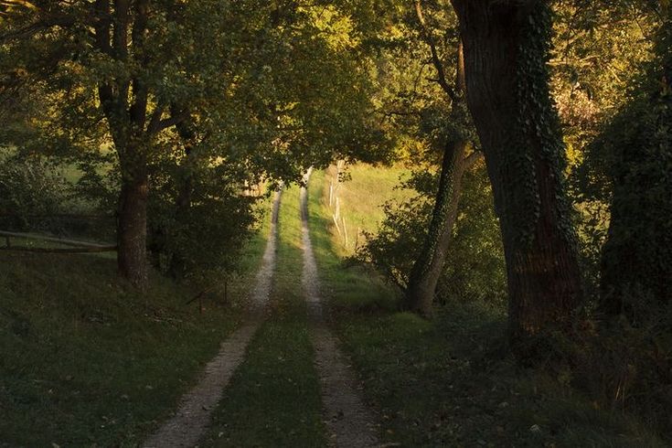 a dirt road surrounded by trees and grass