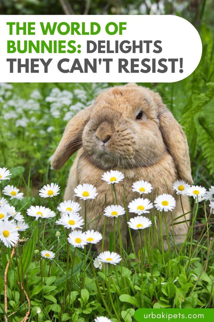 a rabbit sitting in the grass with daisies around it and text overlay that reads, the world of bunnies delights they can't resist