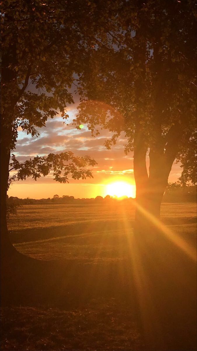 the sun is setting behind a tree in an open field with no leaves on it