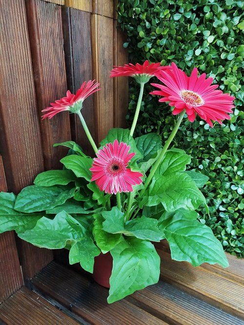 some pink flowers are in a red pot on a wooden bench next to a green wall