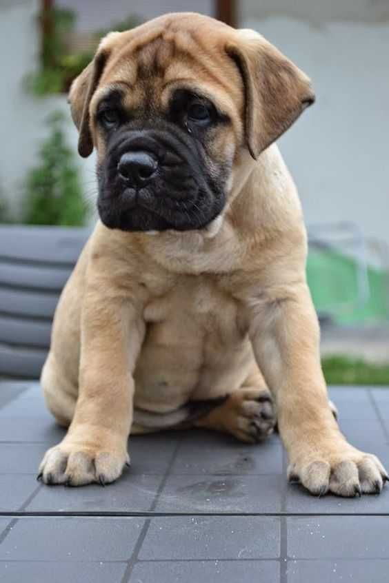 a brown dog sitting on top of a wooden table