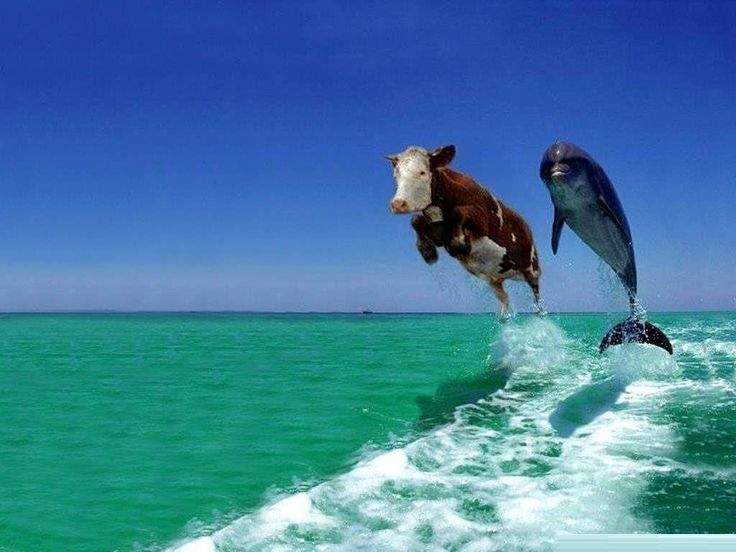 two cows jumping out of the water on top of surfboards with caption that reads, this is self explanatory