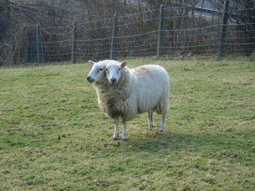 a white sheep standing on top of a lush green field next to a wire fence