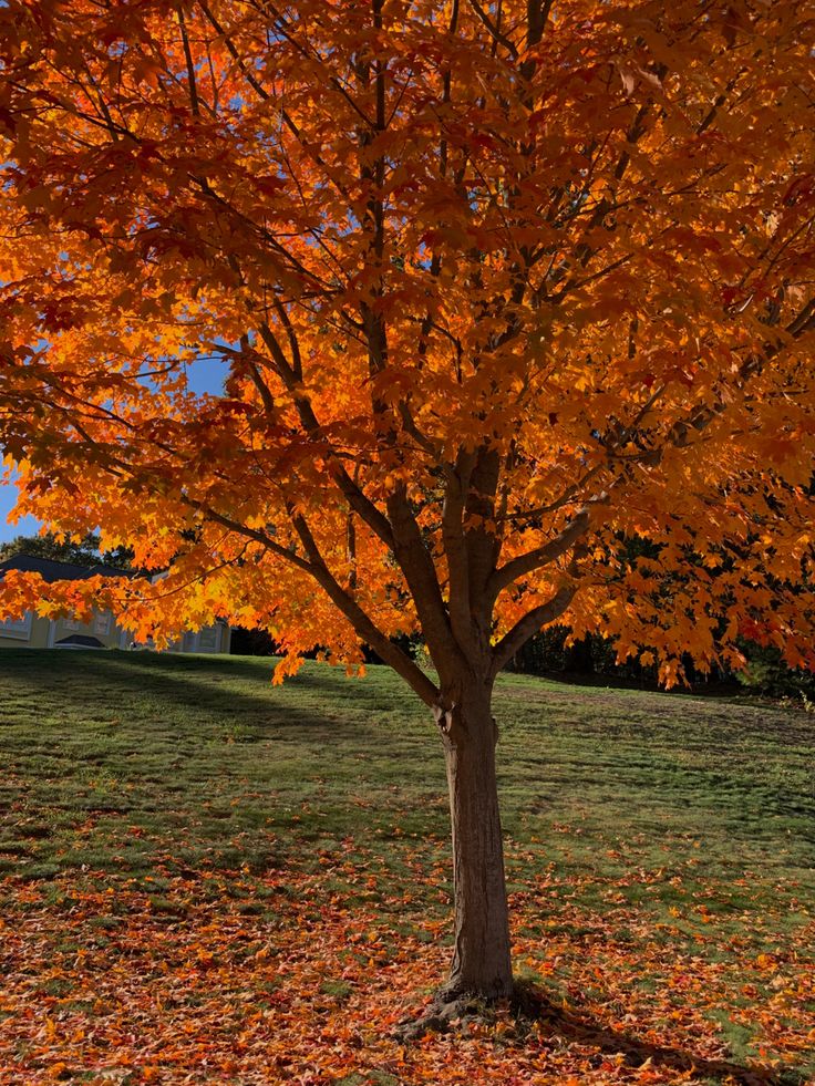 a tree with orange leaves on the ground