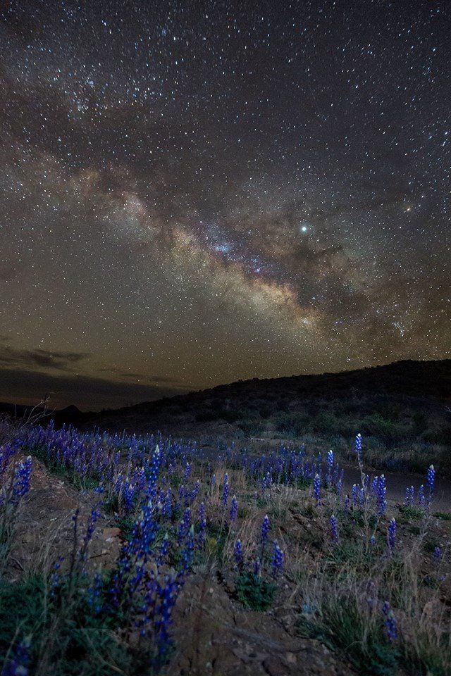 the night sky is filled with stars and purple flowers