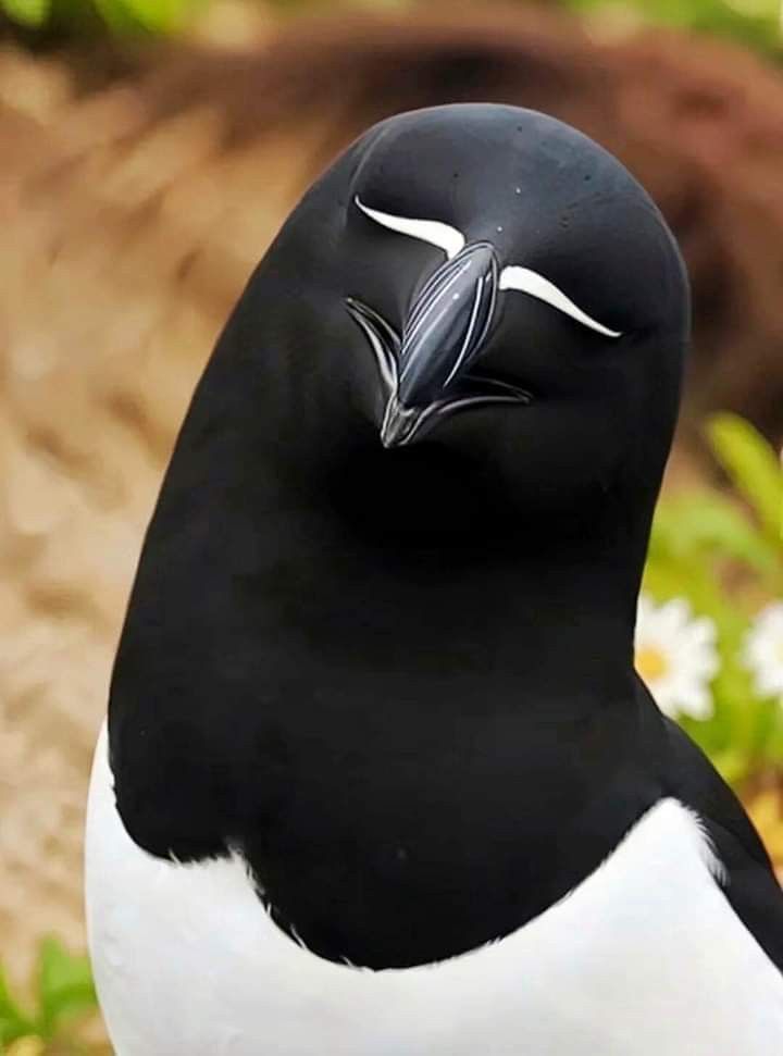 a black and white bird is standing in the grass with its head turned to the side