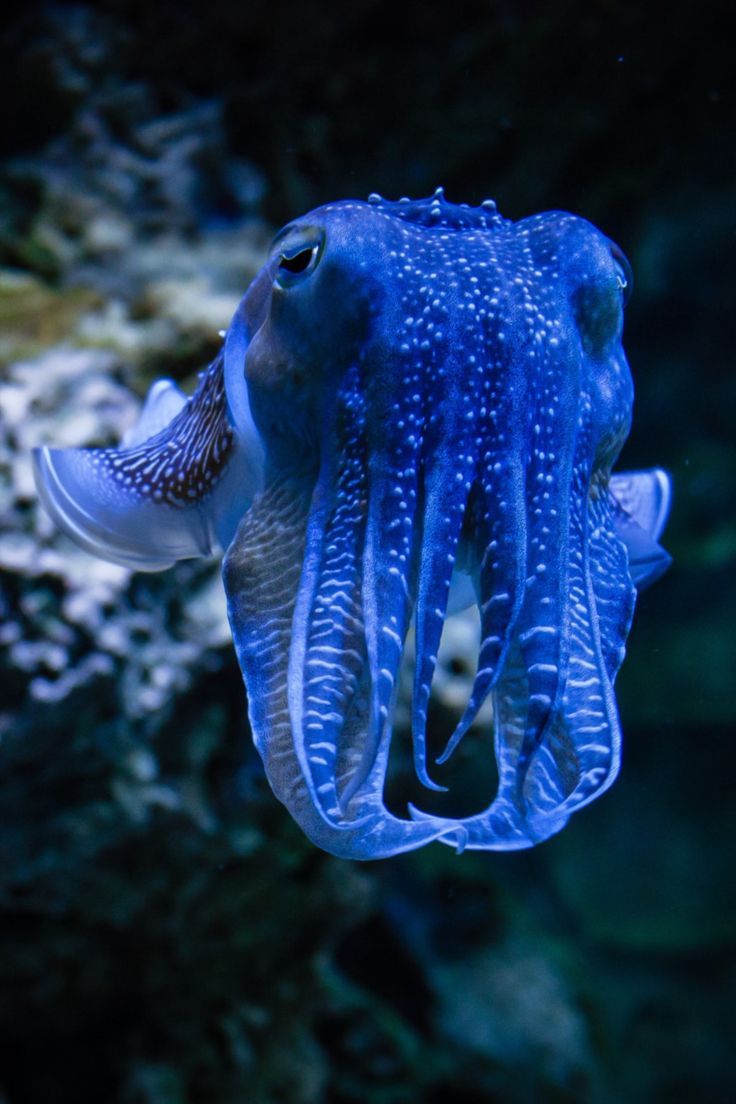 a blue and white octopus swimming in an aquarium