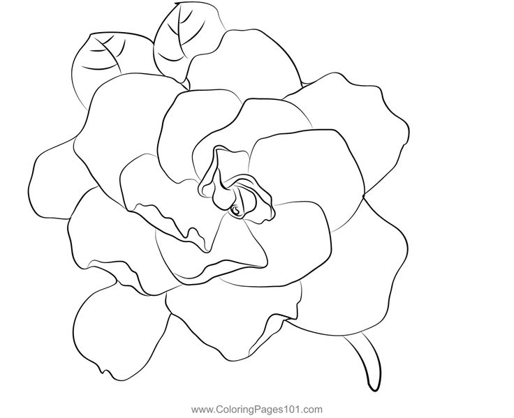 a drawing of a flower that is black and white