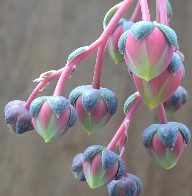 pink and green flowers with buds hanging from it's stems in front of a brown background