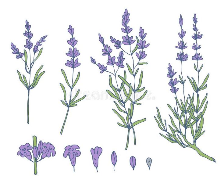 lavender flowers on white background royalty illustration