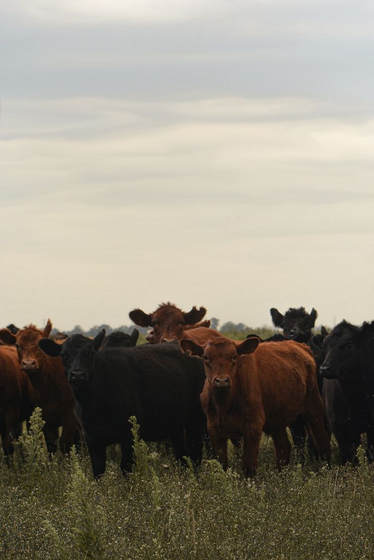 a herd of cattle standing on top of a lush green field next to tall grass