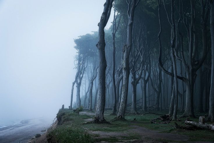 foggy forest with trees and grass on the ground in front of an empty road