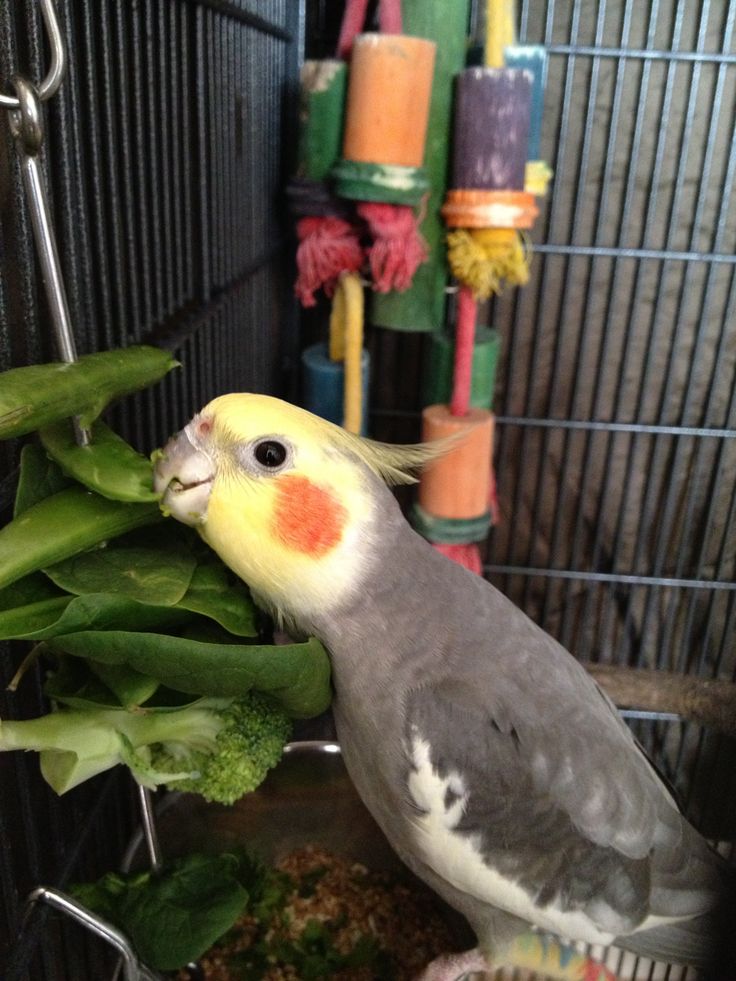 a bird is sitting on top of broccoli in a cage with its beak open