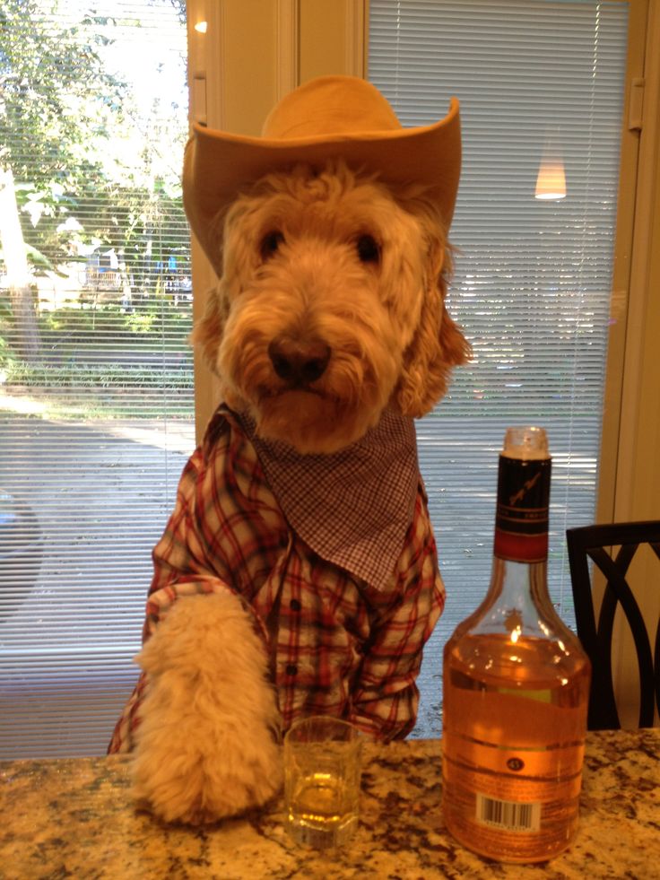 a dog wearing a cowboy hat sitting next to a bottle of alcohol on a counter