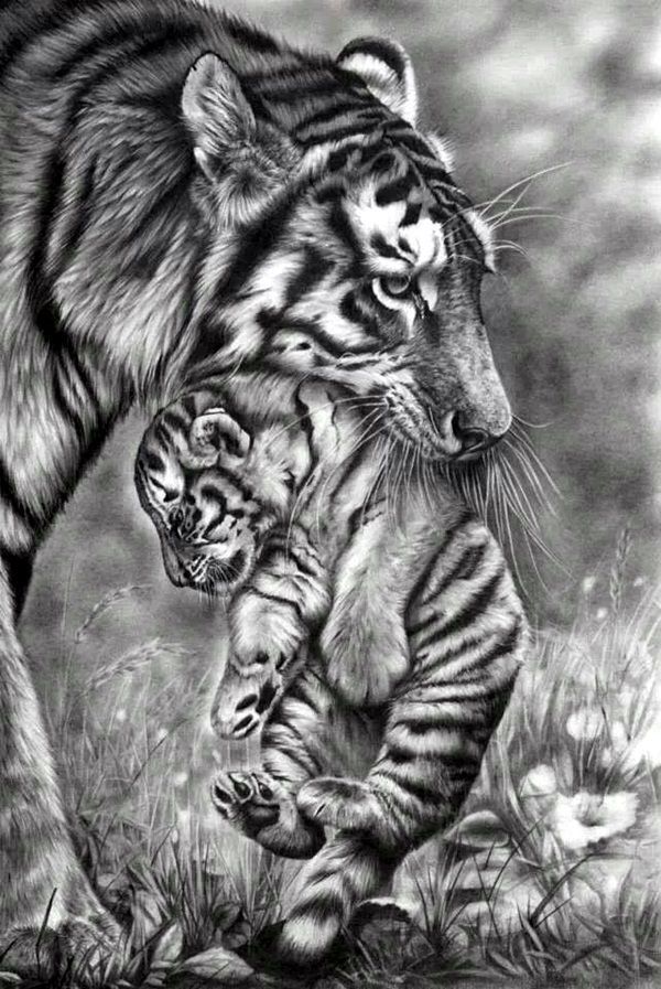 a pencil drawing of two tiger cubs playing with each other in the grass by itself