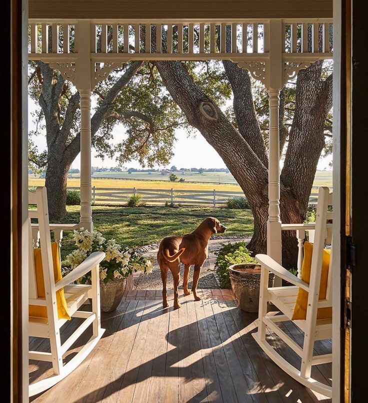 a dog standing on a porch with rocking chairs