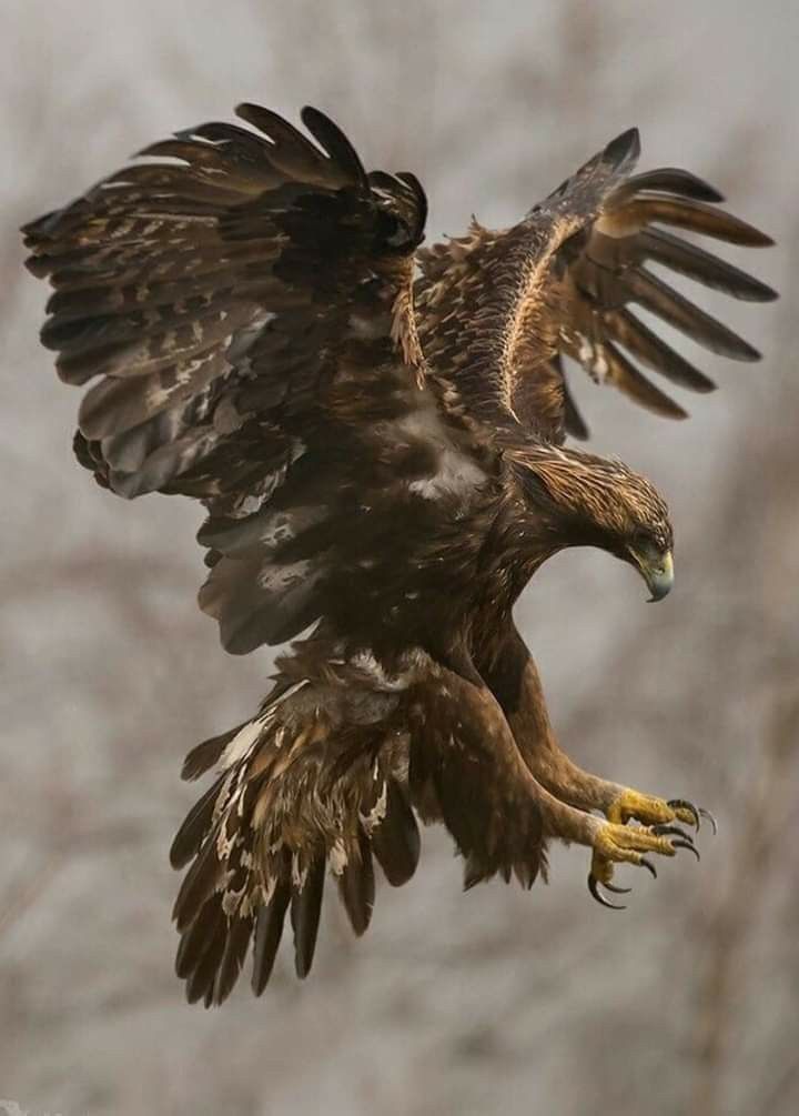 an eagle is flying in the air with its wings spread out and it's talon extended