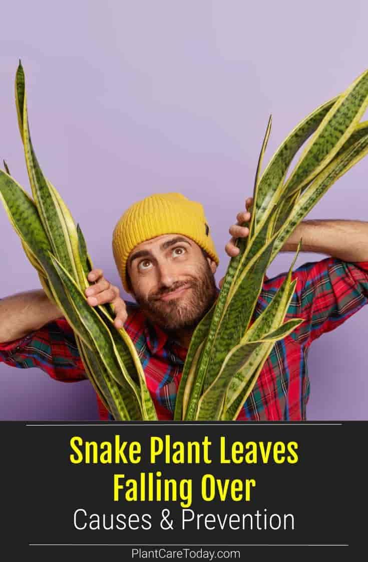 a man wearing a yellow beanie is holding up some plants with the caption snake plant leaves falling over cause & prevention