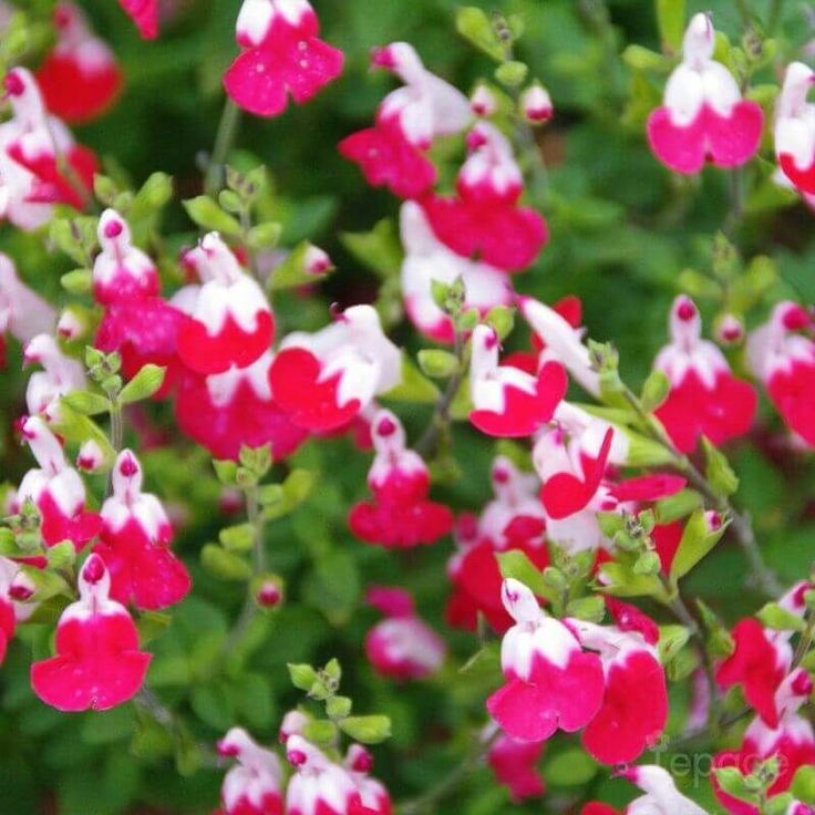 small red and white flowers with green leaves