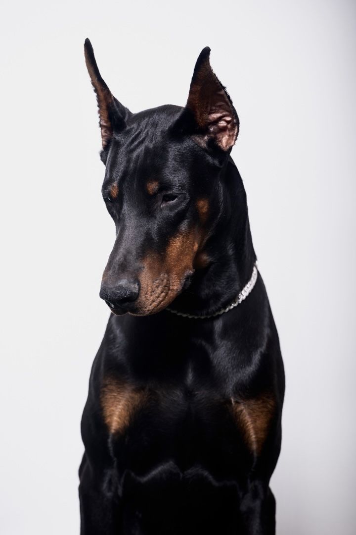 a black and brown dog sitting on top of a white floor