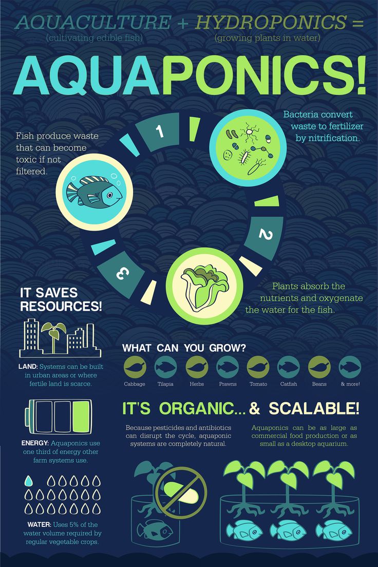 an info poster with the words aquaponics on it