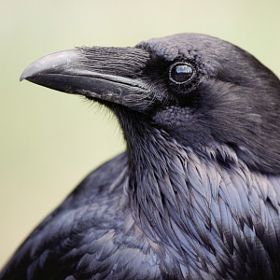 a close up of a black bird with blue eyes