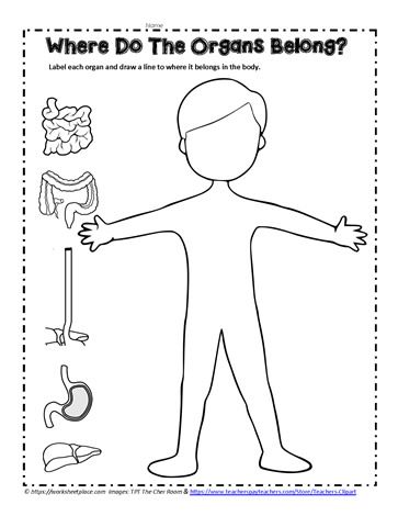 an image of a person with the words where do the organs belong?