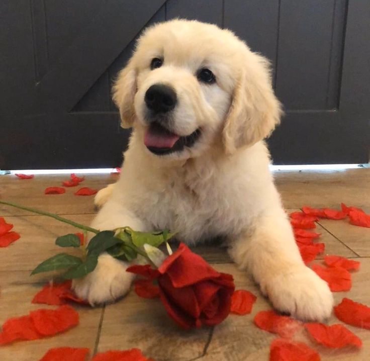 a white dog laying on the floor with red rose petals around it and a black door in the background