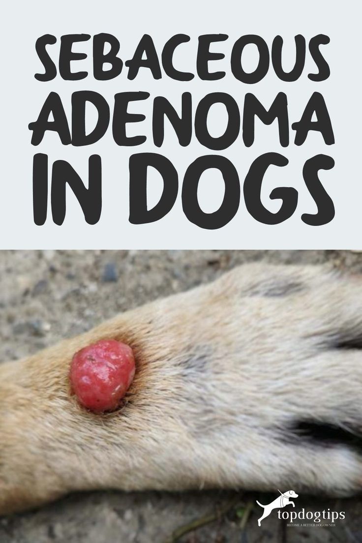 a close up of a dog's paw with the words sebaceous adenoma in dogs